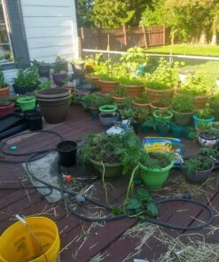 Heirloom Vegetable Seeds Non GMO Survival Seed Kit - Part of Our Legacy and Heritage - 50 Varieties 100% Naturally Grown- Best for Gardeners Who Raise Their Own Healthy Food 1 37 810KuKn4HL