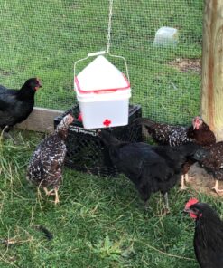 RentACoop 2 Gallon Chicken BPA-Free Plastic Bucket Waterer Set with 4 Horizontal Nipples - Center Placement 32 810NWpWmLRL