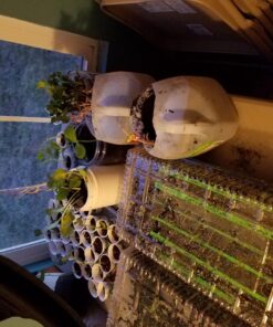 Heirloom Vegetable Seeds Non GMO Survival Seed Kit - Part of Our Legacy and Heritage - 50 Varieties 100% Naturally Grown- Best for Gardeners Who Raise Their Own Healthy Food 1 54 810PveQXAcL