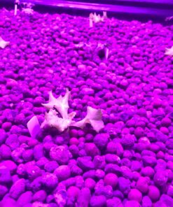 KingLED Newest 3000w LED Grow Lights with LM301B LEDs 4 * 2ft Coverage Full Spectrum Grow Lights for Indoor Hydroponic Plants Veg Bloom Greenhouse Growing Lamps 49 810RkxzjSkL