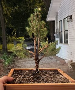 BambooMN Bonsai Tool Kit 5pc Basic Care Set - 1 Set 17 810XhqvET L