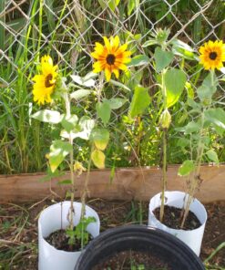 Seed Needs, Firecracker Sunflower (Helianthus annuus) Twin Pack of 85 Seeds Each 28 810fdNxJWsL