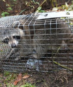 Havahart 1079SR Large 1-Door Humane Catch and Release Live Animal Trap for Raccoons, Cats, Bobcats, Beavers, Small Dogs, Groundhogs, Opossums, Foxes, Armadillos, and Similar-Sized Animals 33 810i0qr8pHL