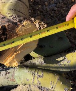 BLACK+DECKER 20V Max Cordless Chainsaw, 10-Inch, Tool Only (LCS1020B) 20V Chainsaw (Tool Only) 35 810lNYCdPmL