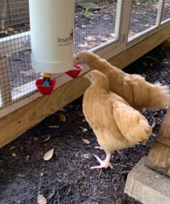 Royal Rooster Chicken Feeder and Waterer Set - Includes 1 Gallon Waterer with 2 Cups and 7lb Feeder for Chickens - Chicken Coop Accessories with Hanging Chicken Poultry Feeder and Chicken Waterer Kit 2-Cup Waterer 39 810sw2IpML