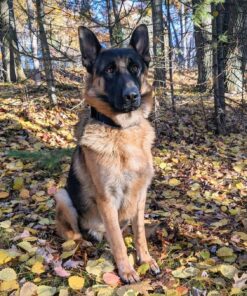 Pet Grooming Brush and Metal Comb Combo, Cat Brush Dog Brush for Shedding, Undercoat Rake for Dogs Grooming Supplies, Dematting Deshedding Brush Dogs Shedding Tool for Long matted Haired Pets, Blue 26 810xmhGUEL