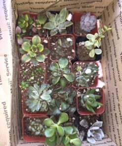 Succulent Assorted Pack- Perfect for Weddings, Party Favors, Home Gardens, and Social Events by Jiimz (15 Pack) 94 810y2UMB OL