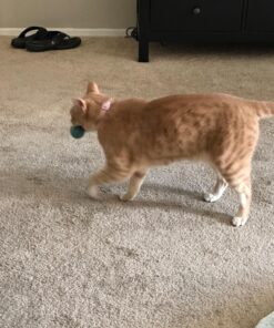 Pet Pizazz Wool Ball Cat Toy - 6PC - 100% Wool Cat Toys for Indoor Cats Interactive 15 8110M WsJkL