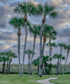 Nikon Z7 Full-Frame Mirrorless Interchangeable Lens Camera with 45.7MP Resolution, Body, Black, 1591 Body Only Base 36 8110MSon0bL