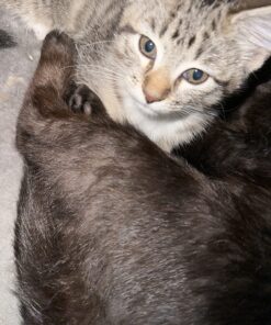 Purina Pro Plan With Probiotics, High Protein Dry Kitten Food, Chicken & Rice Formula - 7 lb. Bag 31 8118w4quo0L