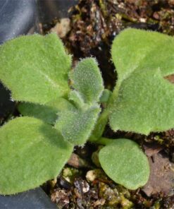 Seed Needs, Purple Rockcress Seeds - 1,000 Heirloom Seeds for Planting Aubrieta deltoidea - Perennial Flower Great for Rock Gardens, Groundcover, Attracts Pollinators (5 Packs) 2 Packs (2,000 Seeds) 13 8119C 7pSYL