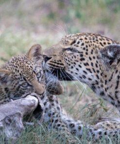 Sigma 150-600mm 5-6.3 Sports DG OS HSM Lens for Canon Canon SLR Mount US Version 78 8119WdnAe5L