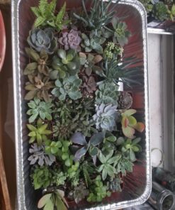 Shop Succulents | Unique Collection of Live Succulent Plants, Hand Selected Variety Pack of Mini Succulents | Collection of 12 6-Pack 62 811ABzda15L