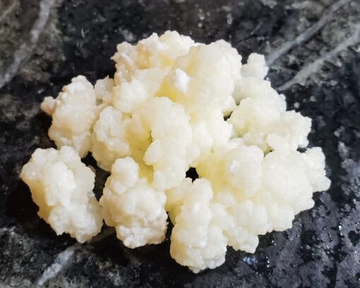 Live Milk Kefir Grains - Live Probiotic Culture Mr. and Mrs. Kefir Instructions