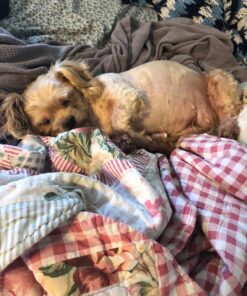 Earth Rated Leash Dispenser & 15 Dog Poop Bag Bundle Pack - Ultra-Thick Doggie Waste Bags with Holder | Lavender-Scented With Leak-Proof Security 1 Dispenser, 15 Bags 50 811Cmu9kWL