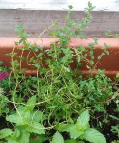 Gardman R687 4-Tier Mini Greenhouse, 27" Long x 18" Wide x 63" High,Black 52 811GoJxtdkL