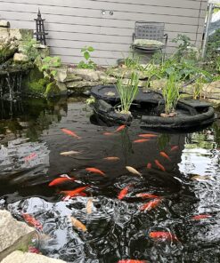 Aquascape 98949 Beneficial Bacteria Concentrate for Pond and Water Features, 1.1-Pound, white 26 811Iuu0PZML