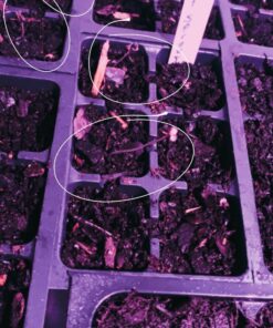 9GreenBox - Seedling Starter Trays, 144 Cells: (24 Trays; 6-Cells Per Tray), Plus 5 Plant Labels 31 811JS6cA7fL