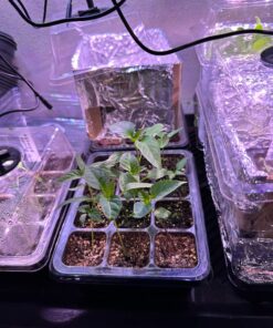 NuMex Big Jim Chili Pepper Seeds ► Heirloom NuMex Pepper Seeds (10+ Seeds) Award Winning 12+ inches Long! ◄ by PowerGrow System 5 811K2pRapgL