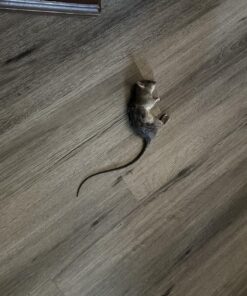 Neogen Ramik Green Fish Flavored Weather Resistant Rodenticide Nuggets, 4 lb bag 4-pound pouch 45 811K6uwnlTL