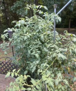 Burpee SteakHouse Hybrid Non-GMO Large Beefsteak Garden Produces Giant 3 LB Fresh Tomatoes | Vegetable Planting, 25 Seeds 40 811Obee19L