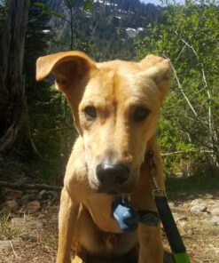 Tuff Mutt Hands Free Dog Leash For Running That Makes A Great Waist Leash for Dog Walking, Double Handle Bungee Leash with Reflective Stitching and Adjustable Dog Walking Belt green/gray 47 811Q6vzClKL