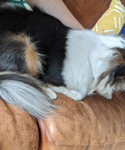 Lexol 1000115 1013 Leather Conditioner, 1-Liter 33.8 Fl Oz (Pack of 1) 38 811QV3wOSL