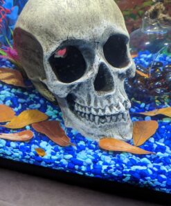 SunGrow 50 pcs Catappa Indian Almond Leaves for Betta Fish Tank Aquarium, 2” Water Conditioner Leaves, Leaf Also Suitable for Shrimp, Goldfish, Guppy and Frogs 50 Leaves 50 811Sf3SwesL