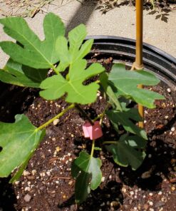 Xtreme Gardening HGC721205 Mykos Pure Mycorrhizal Inoculant Organic Root Enhancer, 2.2 lbs, Black 2.2 lbs. 28 811UHFO 5L