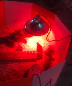 Farm Innovators 3700 Baby Chick Corral Starter Home Coop Kit with 10 Plastic Panels and Adjustable Brooder Lamp Hanger for Up To 15 Chicks 28 811Vp8PfKnL