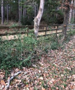 Rotary 12581 Razor Max Brushcutter Blade Replaces, Jm777 6 811Wietpn4L