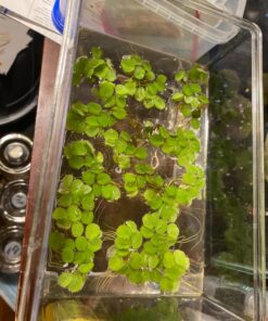 12 Water Spangles (Salvinia Minima), Live Aquarium/Aquatic/Floating/Pond/Freshwater Plant by G&Z 40 811YNllLLQL