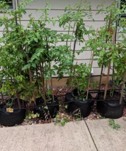 Smart Pot Soft-Sided Fabric Garden Plant Container Aeration Planter Pots, 5 Gallon, 5 Pack, Black 9 811ZkZ3lHZL