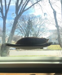 Oster Sunny Seat Window-Mounted Cat Bed, 50 Pounds 44 811Zsfy1cUL