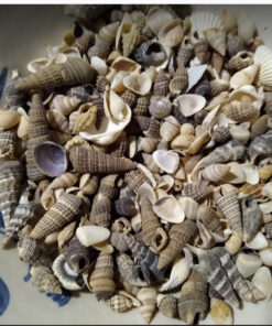 Tiny Miniature Fairy Garden Beach Critter Seashells Marine Life Collection for Art & Craft Project, Outdoor & Indoor Home Decoration, Party Favor, Invitation (4.5oz Bag, 500 Shell) 39 811aQEtKDbL 1