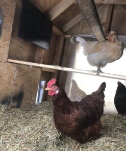 Cozy Products CL Cozy Safe Chicken Coop Heater 200 Watts Safer Than Brooder Lamps, One Size, Black 22 811avDiYWAL