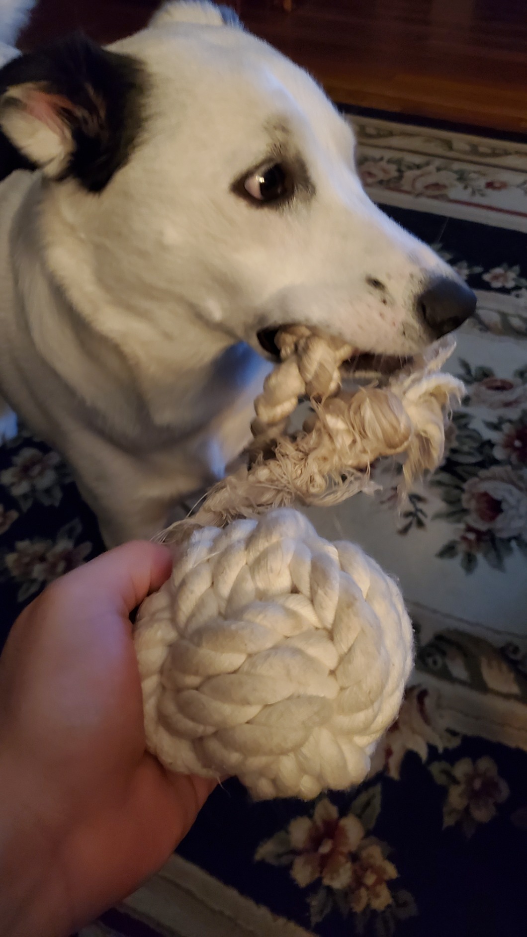 Ravenox Natural Twisted Cotton Rope | Made in The USA | Strong Triple-Strand Cordage for Sports, Décor, Pet Toys, Crafts, Macramé & Indoor Outdoor Use| by The Foot & Diameter (Multiple Color) Natural White 5/8 Inch x 10 Feet 11 Ravenox Natural Twisted Cotton Rope | Made in The USA | Strong Triple-Strand Cordage for Sports, Décor, Pet Toys, Crafts, Macramé & Indoor Outdoor Use| by The Foot & Diameter (Multiple Color) Natural White 5/8 Inch x 10 Feet - Image 11