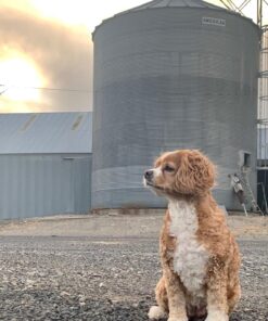 The Honest Kitchen Human Grade Dehydrated Grain Free Dog Food – Complete Meal or Dog Food Topper – Chicken 10 lb (makes 40 lbs) 10 Pound (Pack of 1) 43 811bXc3kDkL