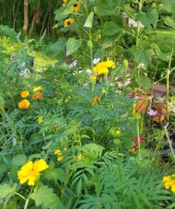 Sow Right Seeds - Flower Seed Collection - Carnation, Gayfeather, Dahlia, Morning Glory, Larkspur, Balsam, Snapdragon, Phlox, Zinnia, & Daisy - Non GMO Heirloom Seeds for Planting - 10 Packets 34 811iPfHzs2L