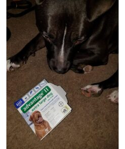Advantage II XL Dog Vet-Recommended Flea Treatment & Prevention | Dogs Over 55 lbs. | 4-Month Supply 4-Pack 37 811m5x 4C2L