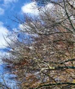 Amazon Basics Circular Polarizer Camera Lens Filter - 67 mm 53 811mpkG0YNL