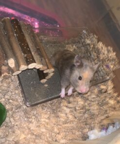 Small Pet Select Premium Small Animal Bedding, Natural Soft Paper Bedding for Small Indoor and Outdoor Pets, Made in USA, Jumbo Size 178 L Pack 35 811ouI9ogAL