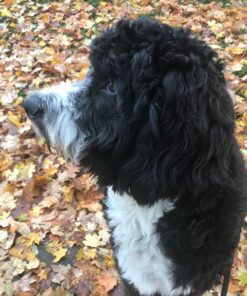 IAMS Smart Puppy Large Breed Dry Dog Food with Real Chicken, 30.6 lb. Bag 30.6 Pound (Pack of 1) 43 811prlBBO1L