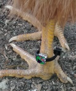 20 Chicken Charm 2 Poultry Leg Bands - Fits Sizes 6 to 14 27 811qzYIj24L