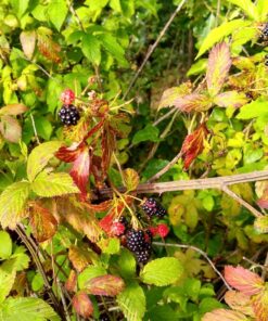 Moto G7 | Unlocked | Made for US by Motorola | 4/64GB | 12MP Camera | Black 4 /64 GB | Moto G7 | 2 Camera | Black | US 61 811uCfBnwkL