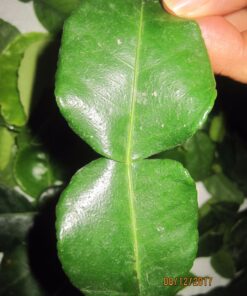 Fresh Kaffir Lime Leaves (Thai Lime Leaves) 1 Oz. ใบมะกรูด, 20 811wOt9FCIL