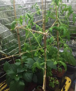 ePhoto Hydroponic Full Spectrum CFL Grow Light Bulb 60 Watt Bulb 5500K H60 31 811xHJS1YuL