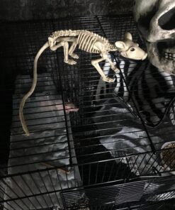 Crazy Bonez Skeleton - Rat Bonez 31 811z1cy4GIL