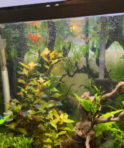 AquaClear 50 Power Filter, Fish Tank Filter for 20- to 50-Gallon Aquariums (Packaging may vary) 20 to 50 Gallons - 50 35 81208pyv9oL