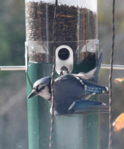 Wagner's 76029 Black Oil Sunflower Seed Wild Bird Food, 40-Pound Bag 34 8122Y16d5rL